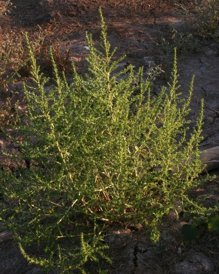 ירבוז לבן Amaranthus albus L.