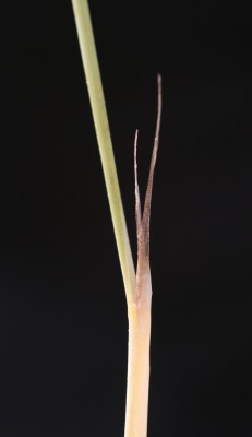 ידיד-חולות מצוי Ammophila arenaria (L.) Link