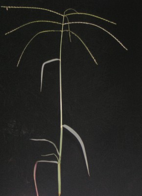 אצבען ריסני Digitaria ciliaris (Retz.) Koeler