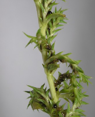ירבוז לבן Amaranthus albus L.