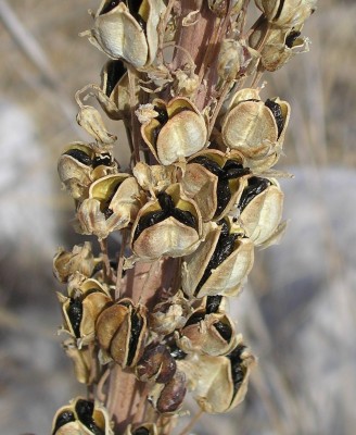 חצב מצוי Drimia aphylla (Forssk.) J. C. Manning & Goldblatt
