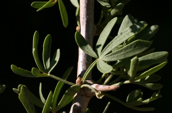 אוג (סירסיה) מחומש Searsia pentaphylla (Jacq.) F.A.Barkley