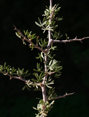 אוג (סירסיה) מחומש Searsia pentaphylla (Jacq.) F.A.Barkley