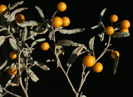 סולנום זיתני Solanum elaeagnifolium Cav.