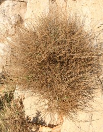 צמחים של צוקי גיר קשה במדבר יהודה ומדבר שומרון.