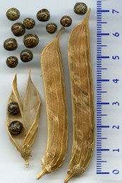 התרמיל בעל 5-4 קמטים בולטים לאורך כל קשווה, הזרעים דביקים.