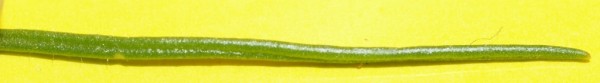 דורית השדה Spergula arvensis L.