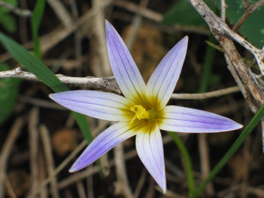 Romulea bulbocodium (L.) Sebastiani & Mauri