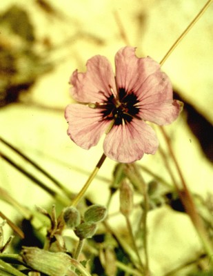 מקור-חסידה מעוצה Erodium arborescens (Desf.) Willd.
