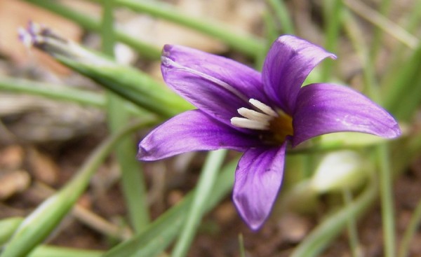 Romulea tempskyana Freyn