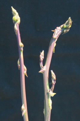 אספרג החורש Asparagus aphyllus L.