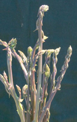 אספרג החורש Asparagus aphyllus L.