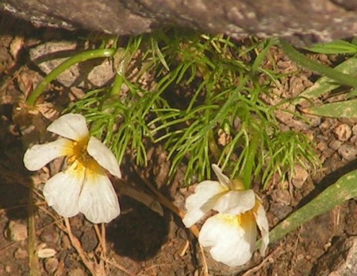 נורית כדורית Ranunculus sphaerospermus Boiss. & Blanche