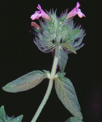 קלינופודיון מנוצה Clinopodium vulgare L.