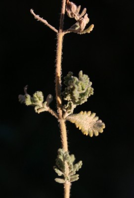 געדה מלבינה Teucrium leucocladum Boiss.