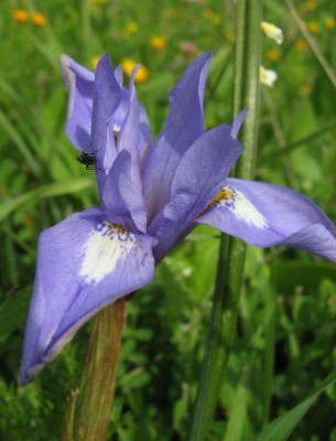 Moraea sisyrinchium (L.) Ker-Gawler