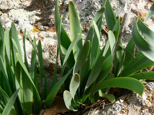 חלמונית גדולה Sternbergia clusiana (Ker Gawler) Spreng.