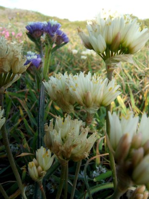 שום ארדל Allium erdelii Zucc.