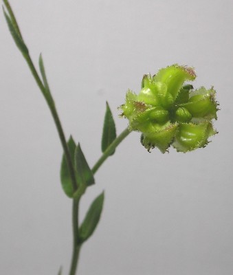Calendula pachysperma Zohary