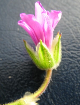 מקור-חסידה יפה Erodium botrys (Cav.) Bertol.