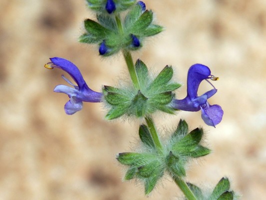 מרווה צמירה Salvia lanigera Poir.
