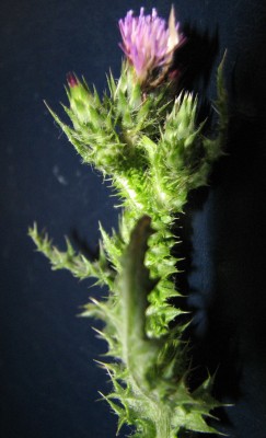 קרדה דרומית Carduus australis L.f.