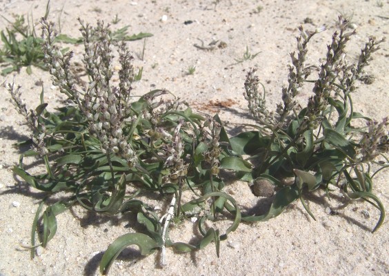 Hyacinthella nervosa (Bertol.) Chouard