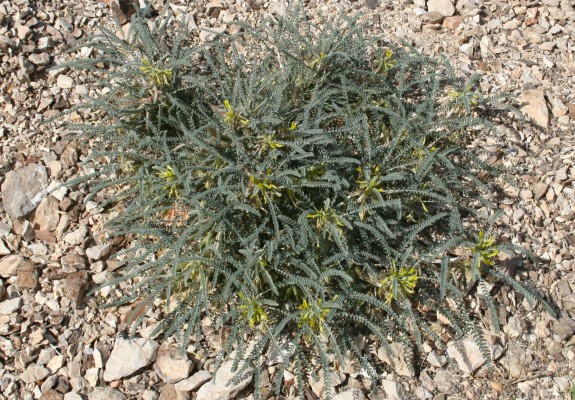 Astragalus dactylocarpus Boiss.