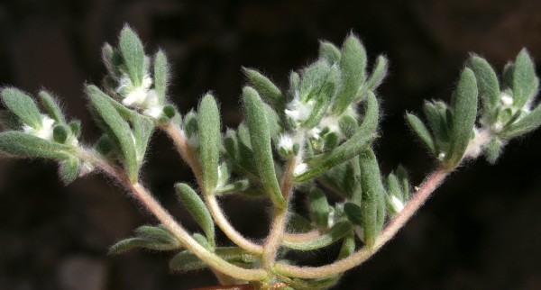 בסיה צמירה Bassia eriophora (Schrad.) Asch.