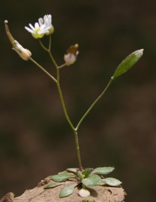 אביבית בינונית Erophila praecox (Steven) DC.