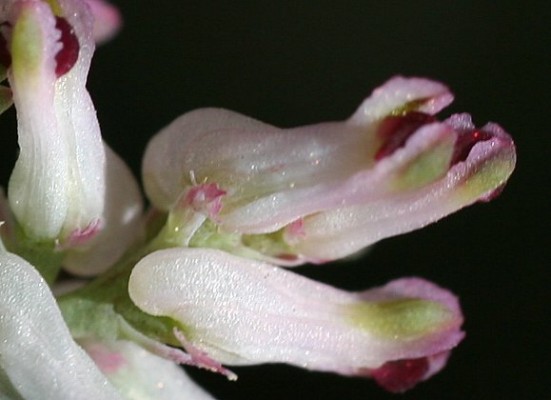 עשנן קטן Fumaria parviflora Lam.