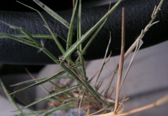 בן-חילף נמוך Eragrostis barrelieri Daveau