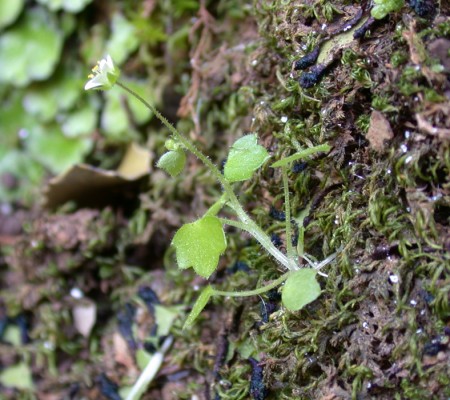 בקעצור החורש Saxifraga hederacea L.
