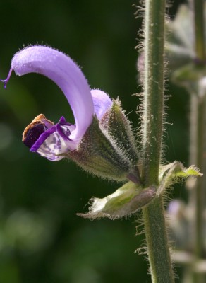 מרווה כחולה Salvia indica L.