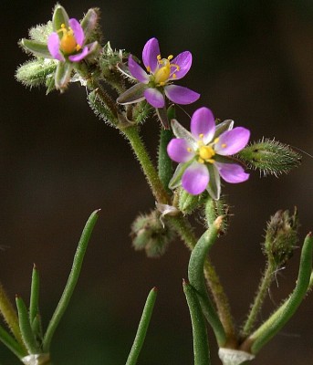 אפזרית בוקון Spergularia bocconei (Scheele) Graebn.