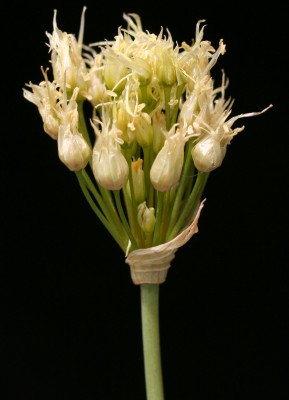 שום ארדל Allium erdelii Zucc.
