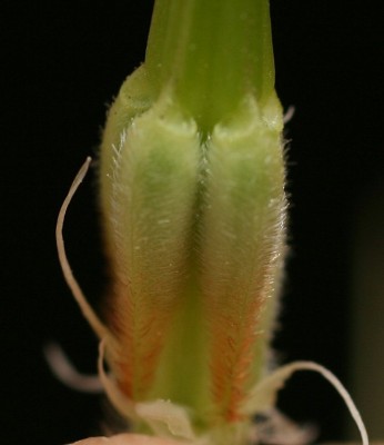 מקור-חסידה תמים Erodium subintegrifolium Eig