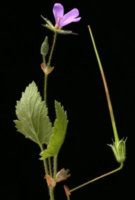 מקור-חסידה תמים Erodium subintegrifolium Eig