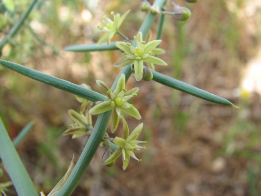 אספרג ארוך-עלים Asparagus horridus L.