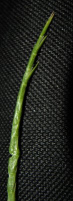 גלימה גלילנית Monerma cylindrica (Willd.) Coss. & Durieu