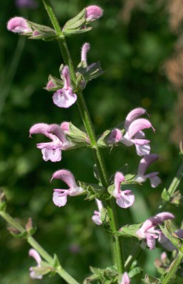 מרוות איג Salvia eigii Zohary