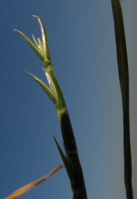 גלימה גלילנית Monerma cylindrica (Willd.) Coss. & Durieu