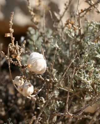 לענת המדבר Artemisia sieberi Besser