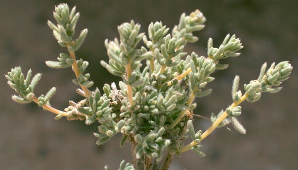 בסיה ערבית Bassia arabica (Boiss.) Maire & Weiller
