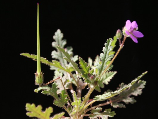 מקור-חסידה מצרי Erodium neuradifolium Delile