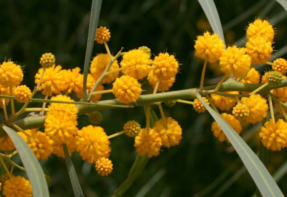 שיטה כחלחלה Acacia saligna (Labill.) Wendl.f.
