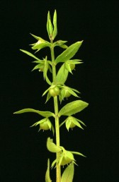 צמחים זעירים, גובהם פחות מ-7 ס