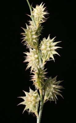 כרבולת קטנה Onobrychis caput-galli (L.) Lam.