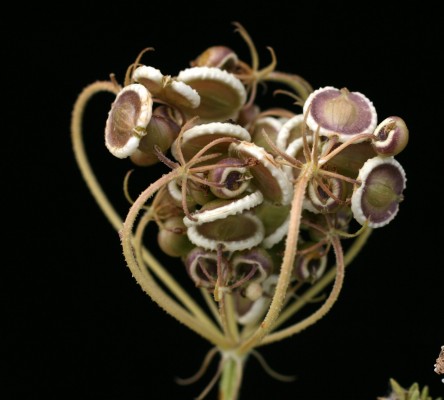 דרכמונית מצרית Tordylium aegyptiacum (L.) Lam.