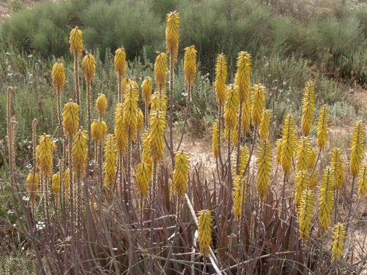 Aloe vera (L.) Burm.f.